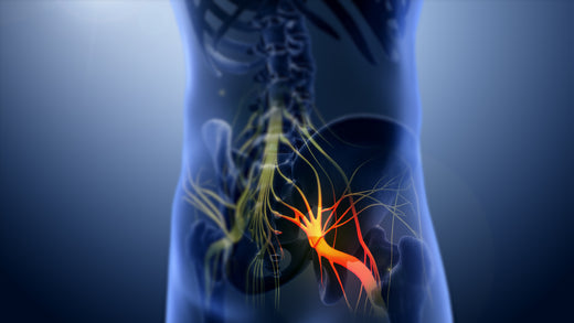 Glowing orange nerve network in translucent blue torso for sciatica pain relief