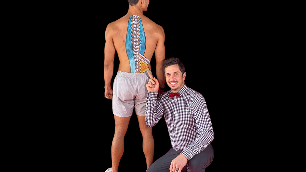 Anatomy illustration of erector muscles along spine on man's body