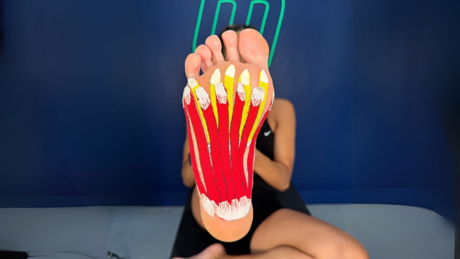 Foot Muscle and Tendons