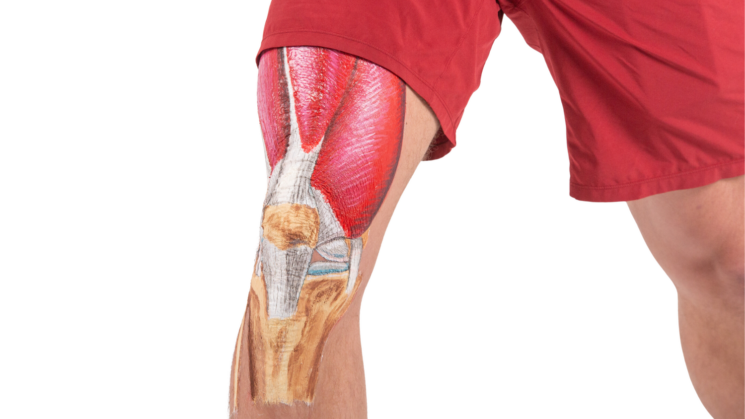 KNEE MENISCUS