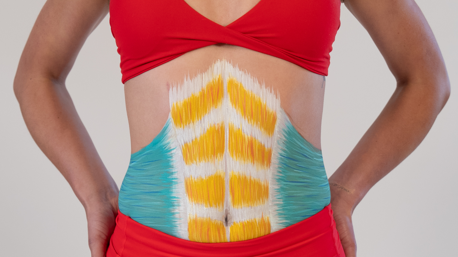 transverse abdominis muscles